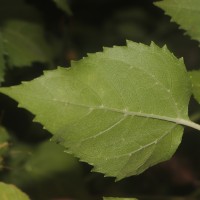 Wollastonia biflora (L.) DC.